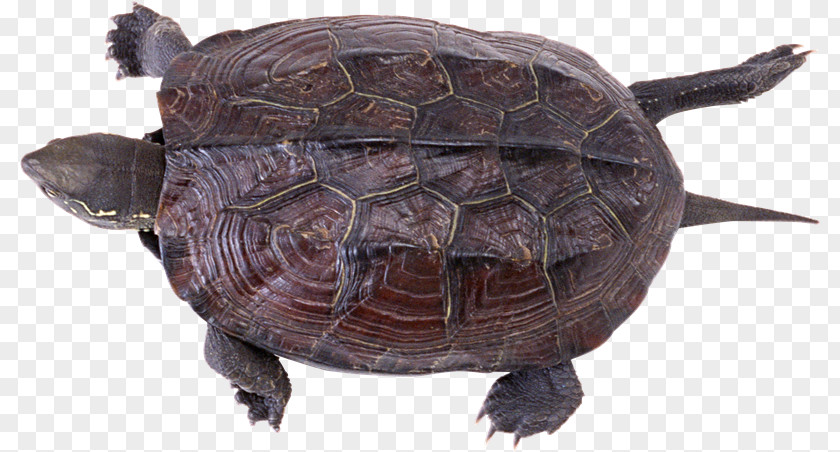 Tortuga Common Snapping Turtle Reptile Box Turtles Tortoise PNG