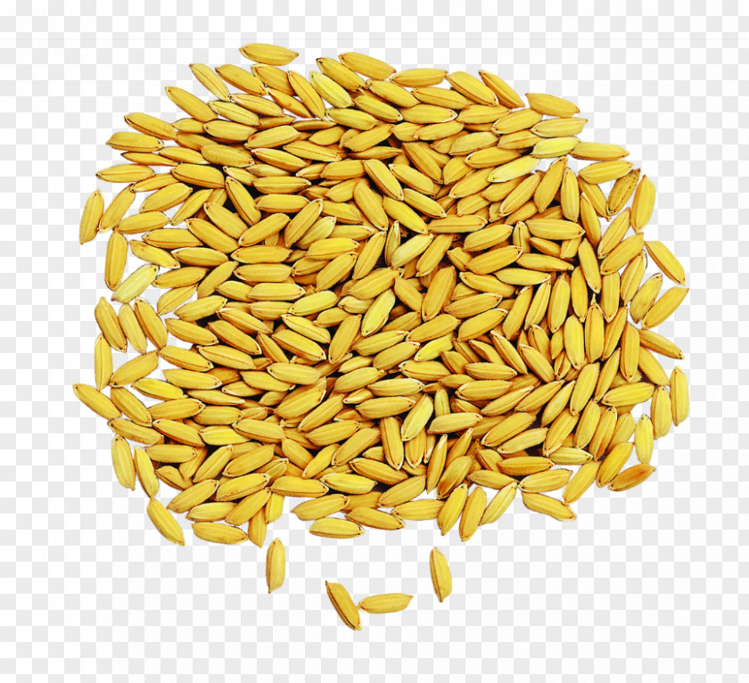 A Pile Of Rice Hybrid Cereal Grain Drying Oryza Sativa PNG