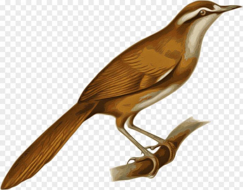 Bird Beak Nightingale Songbird Carolina Wren PNG