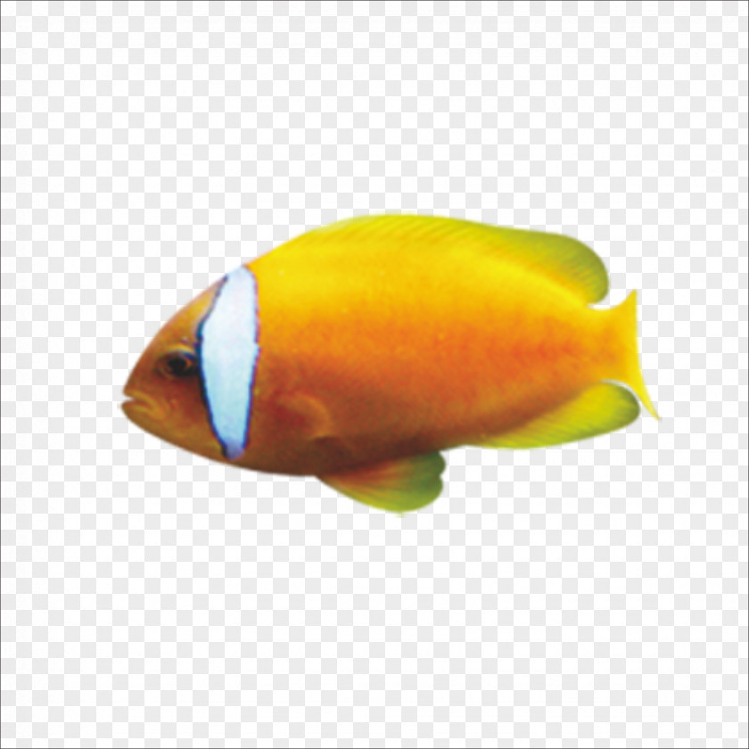 Cartoon Fish Goldfish PNG