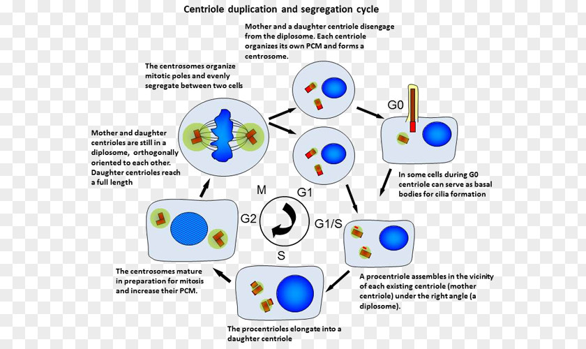 Centrosome Cycle Duplication Animal PNG