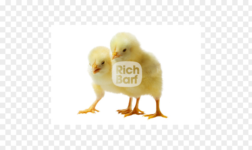 Chicken Broiler Poultry Farming Infant PNG
