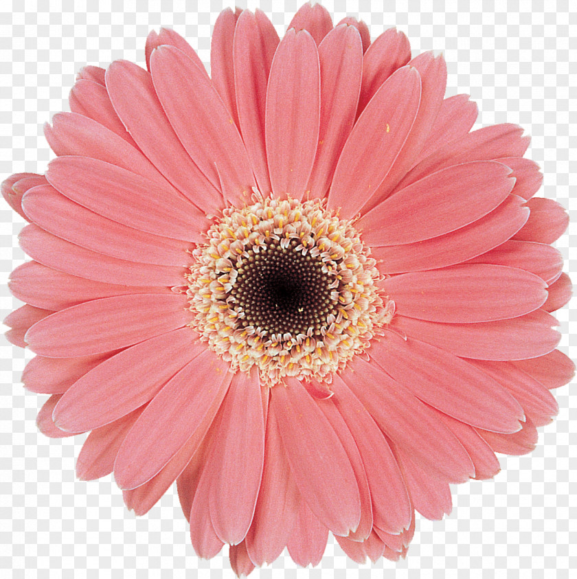 Flower Transvaal Daisy Common Cut Flowers Clip Art PNG