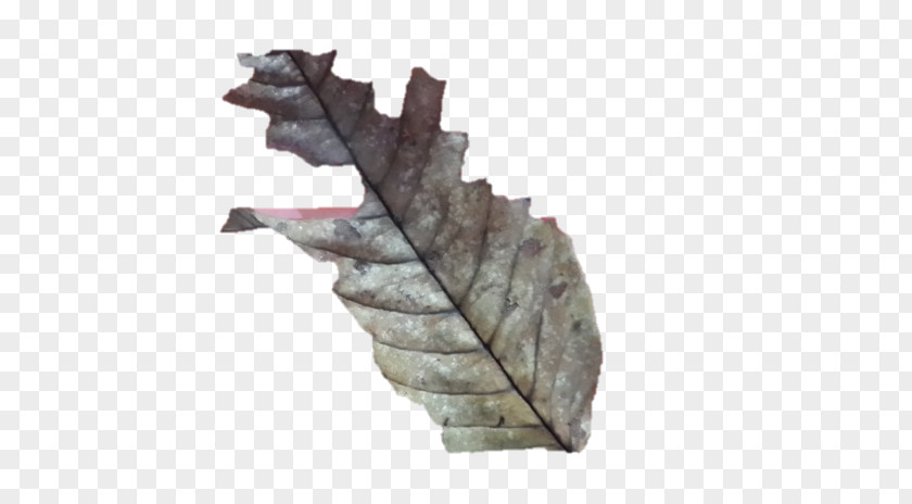 Nasi Padang Wood /m/083vt Leaf PNG