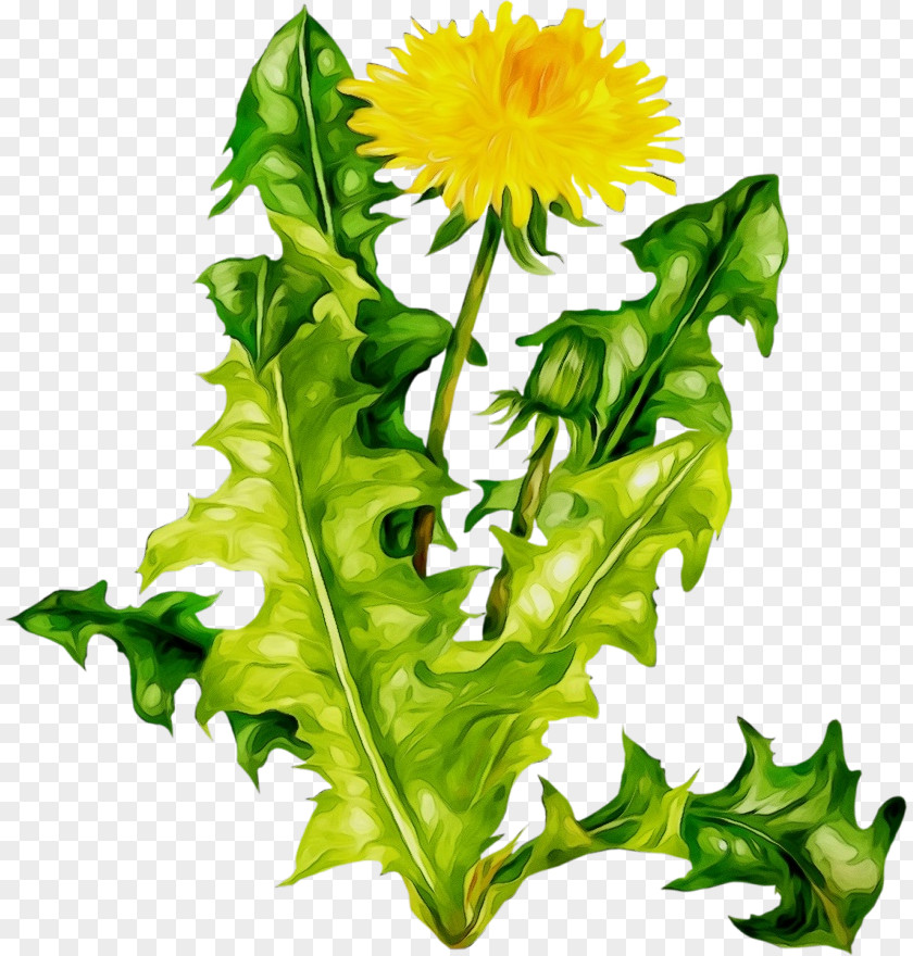 Plane Native Sowthistle PNG