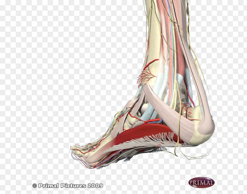 Heel Podalgia Arches Of The Foot Plantar Fasciitis PNG