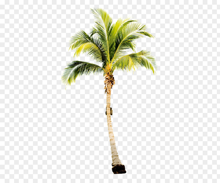 Ocean Watercolor Arecaceae Tree Coconut Subtropics Areca Palm PNG