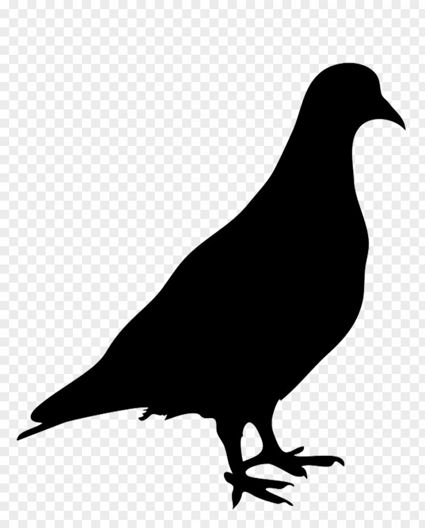 Stork Domestic Pigeon Columbidae Bird Silhouette PNG