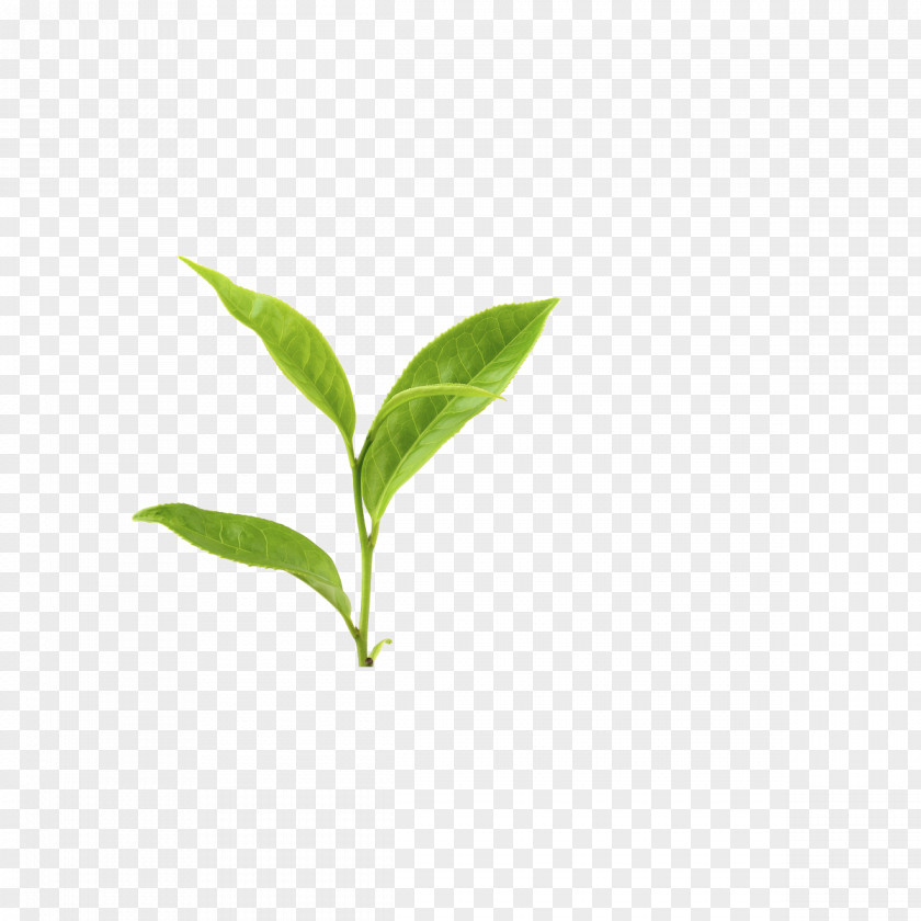 Tea Green Leaf Yum Cha Plant PNG