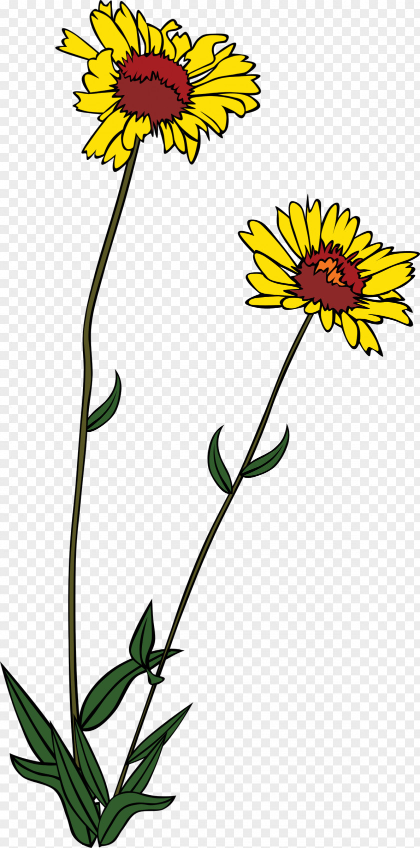 Wild Flowers Wildflower Clip Art PNG