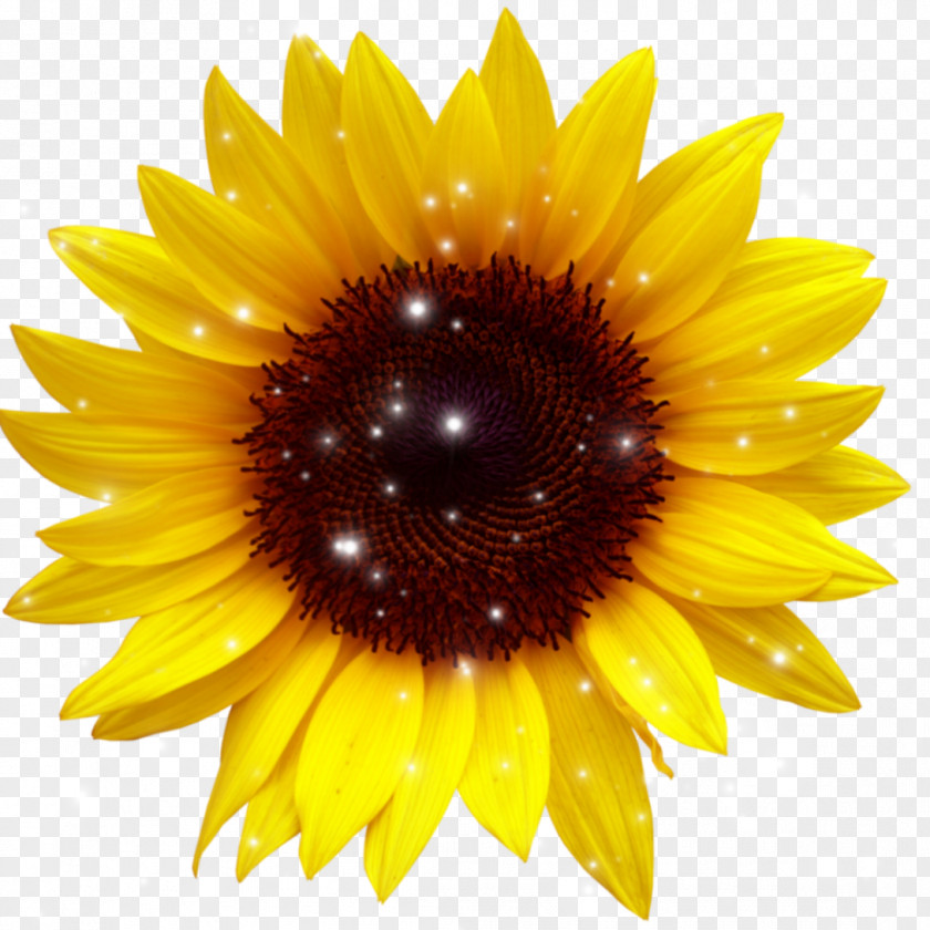 Aesthetic Sunflower Sticker Macbook Stickers Clip Art Image Transparency Illustration PNG