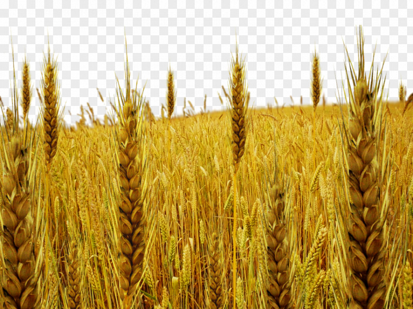 Field Photo Parable Of The Tares Wheat PNG
