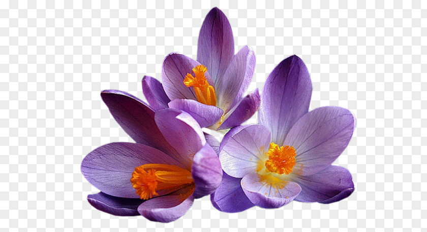 Fleur Mauve Flower Crocus Lilac Violet PNG