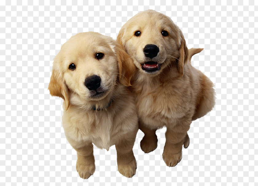 Golden Retriever Labrador Puppy Pet PNG