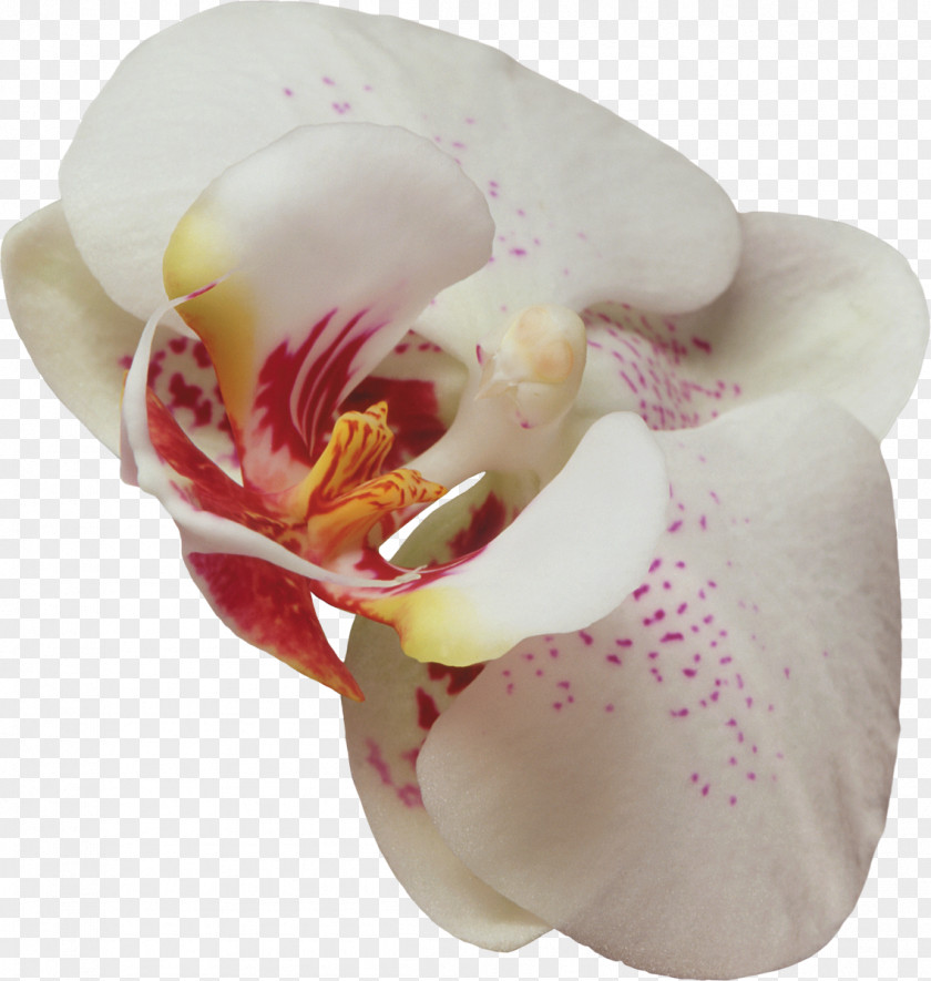 Orchid Cut Flowers Orchids Wall Iris Clip Art PNG