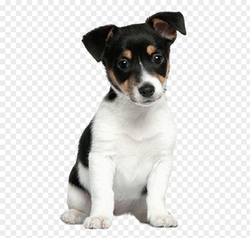 Puppy Jack Russell Terrier Staffordshire Bull Parson PNG