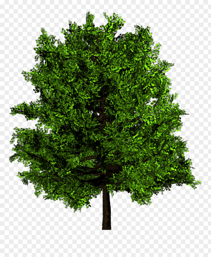 Tree Plan Slippery Elm Ulmus Minor Venerable Trees: History, Biology, And Conservation In The Bluegrass Americana PNG