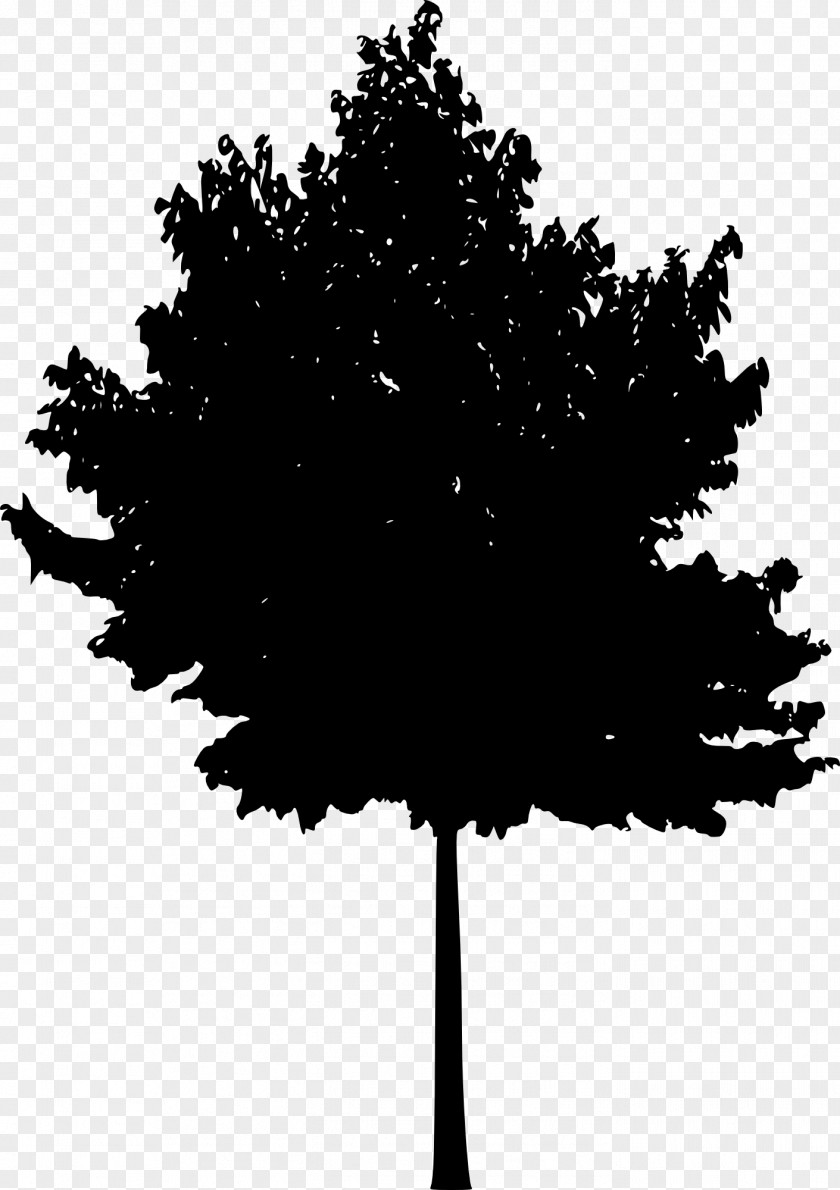 Tree Silhouette Woody Plant PNG