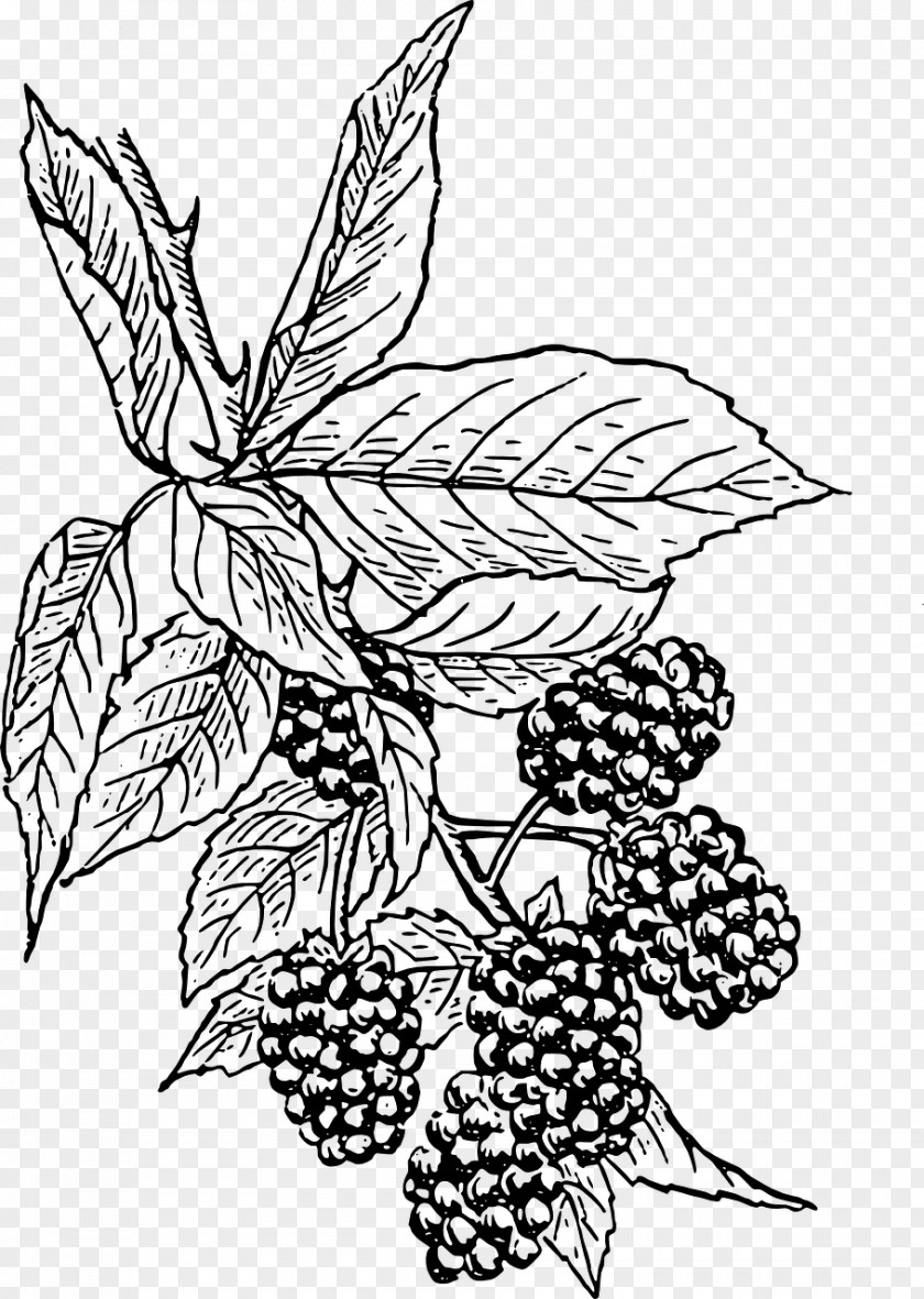 Blackberry BlackBerry Curve Drawing Clip Art PNG