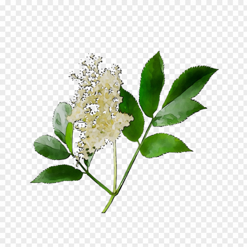 Flower Lilac PNG