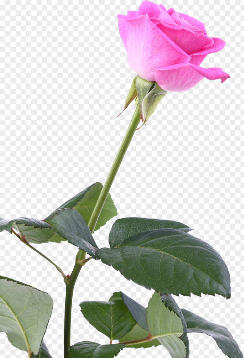 Pink Roses Garden Flower Blue Rose Centifolia PNG