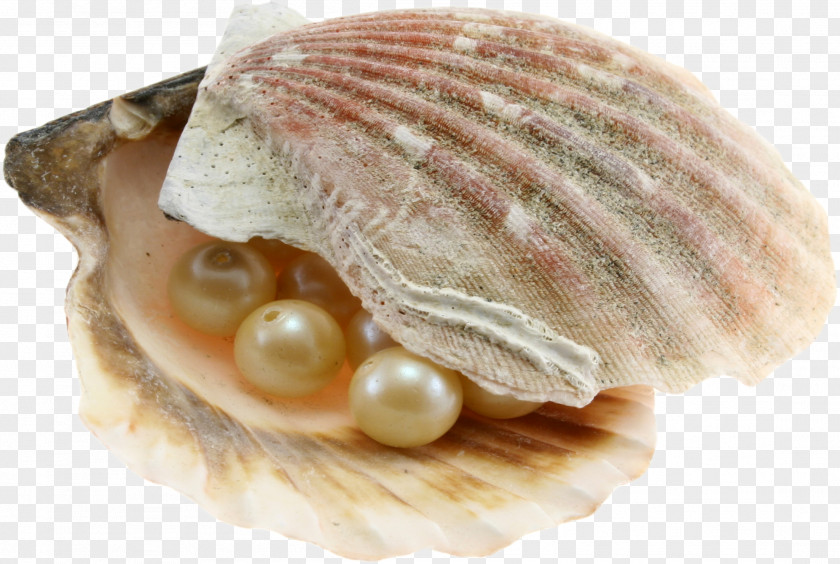 Seashell Dubai Abu Dhabi Pearl Journey Oyster Hunting PNG