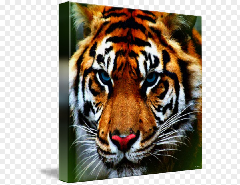 Tiger Bengal Whiskers Animal Cat PNG