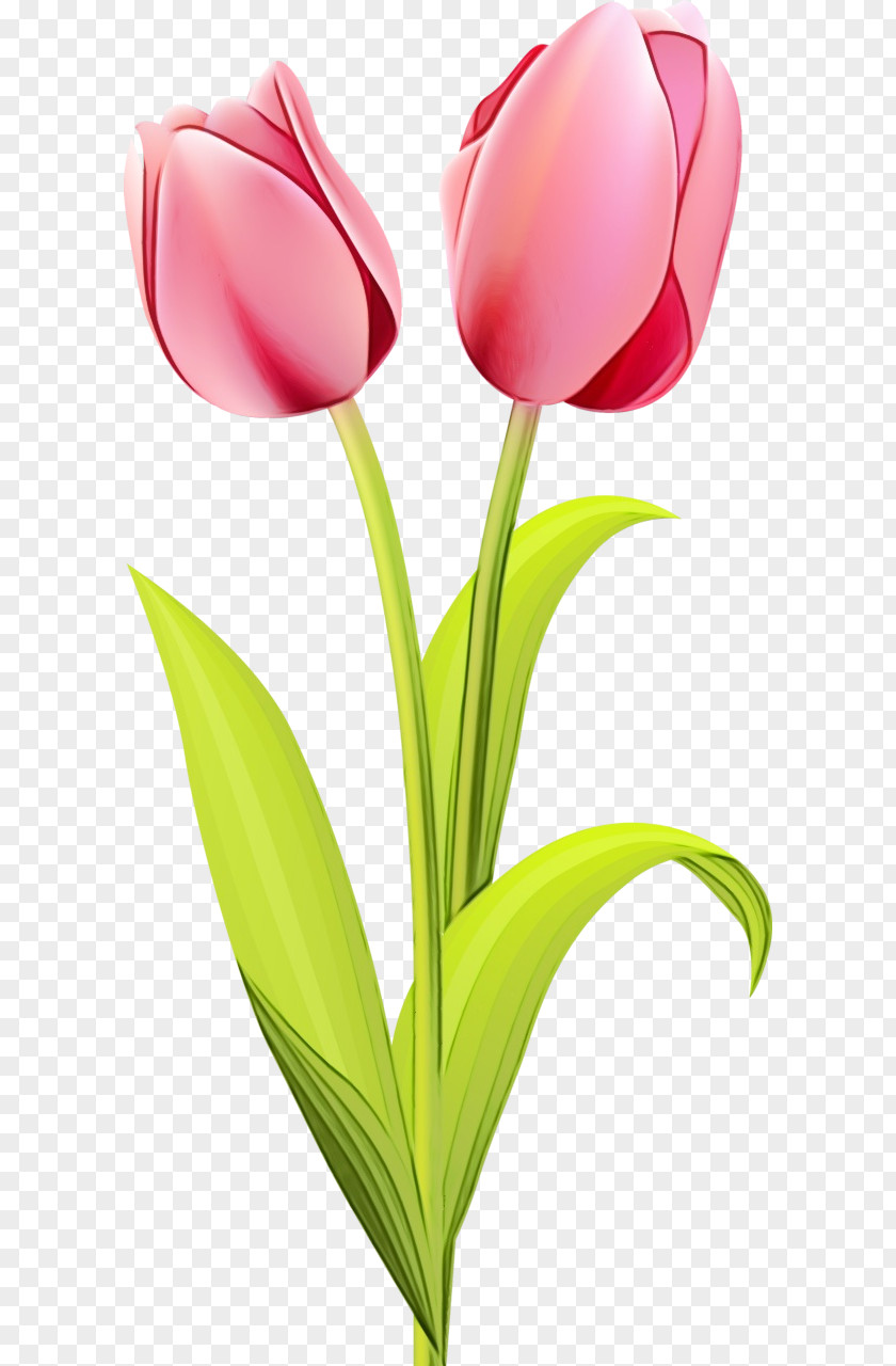 Artificial Flower Anthurium Watercolor Pink Flowers PNG