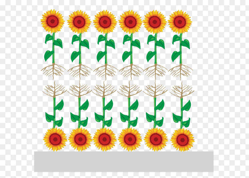 Common Sunflower Function-spacer-lipid Kode Construct Seed Architectural Engineering Floral Design PNG