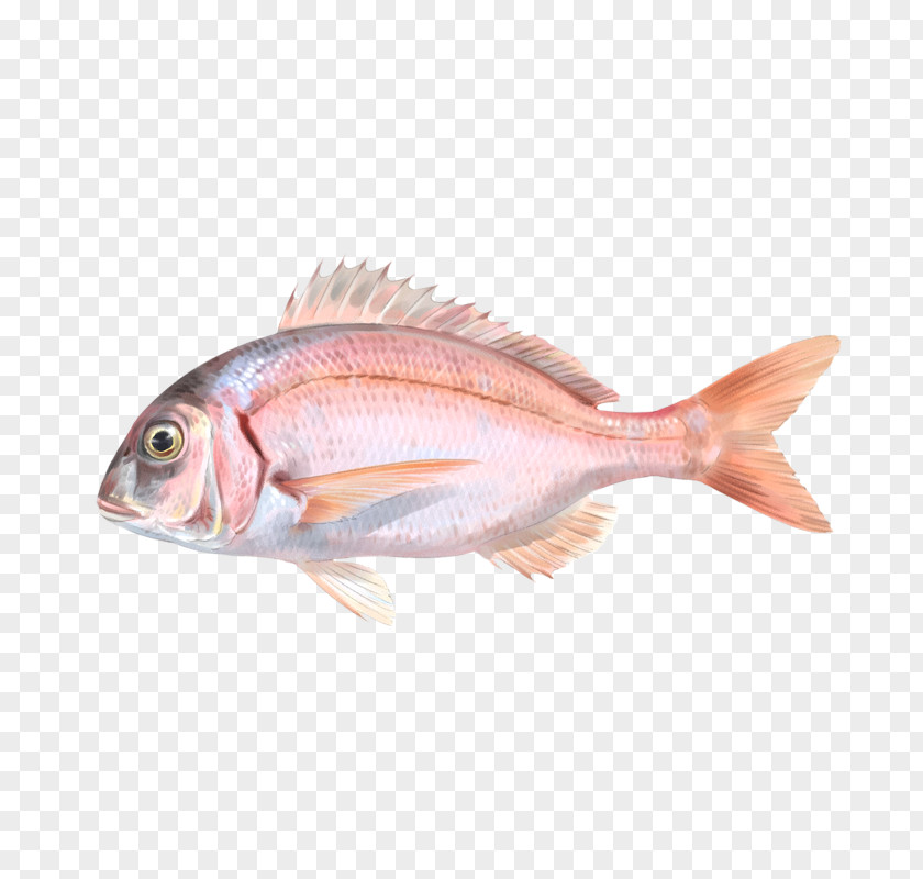 Fish Northern Red Snapper Common Pandora Tilapia Seabream PNG