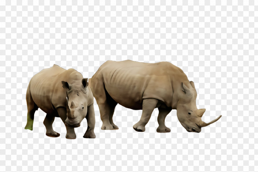 Snout Wildlife Rhinoceros Terrestrial Animal White Black Figure PNG