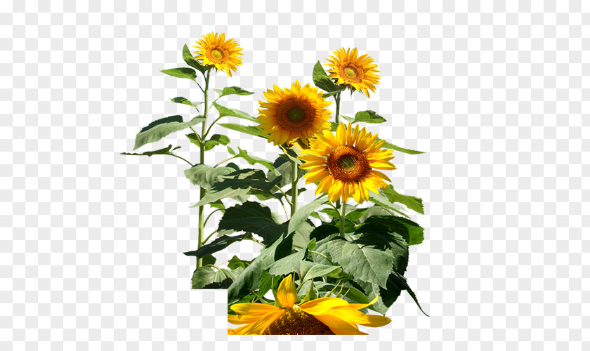 Sunflower Common Icon PNG