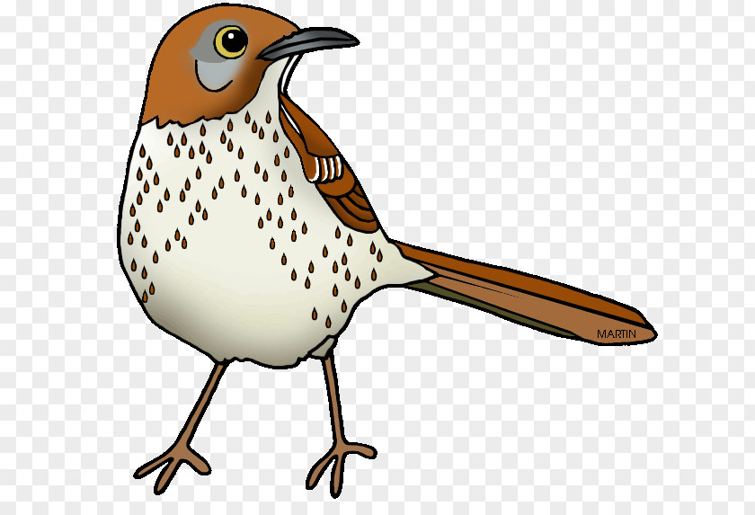 Bird On Tree Georgia Brown Thrasher Clip Art PNG