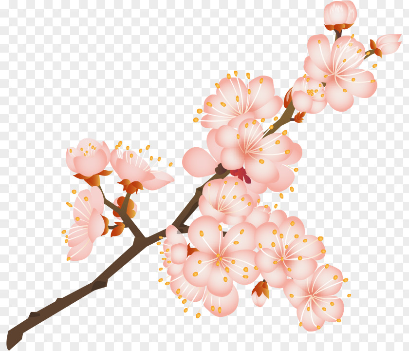 Cherry Blossom Kiyohide Internal Medicine Clinic Old Age Caregiver Normal Pressure Hydrocephalus PNG