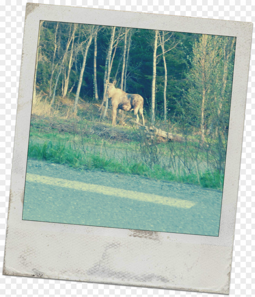 Deer Fauna Picture Frames Wildlife PNG