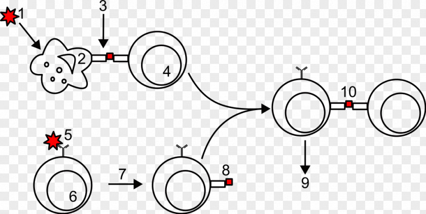 Hydrosphere Ppt Slides Antigen-presenting Cell Lymphocyte Immune System Antigen Presentation PNG