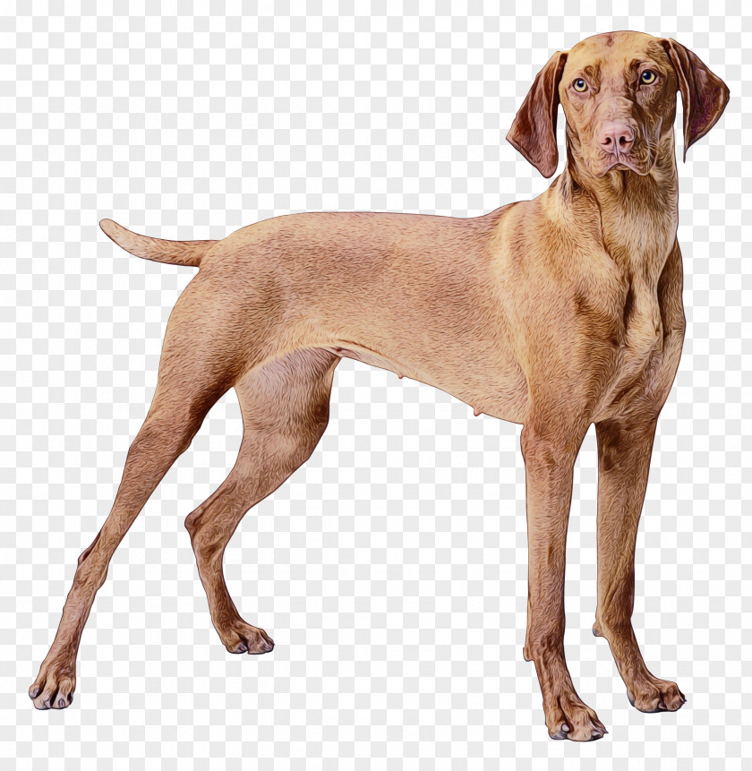 Pointer Gun Dog And Cat PNG