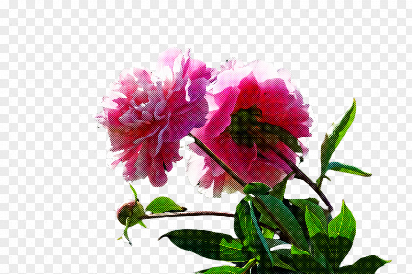 Flower Plant Petal Pink Common Peony PNG