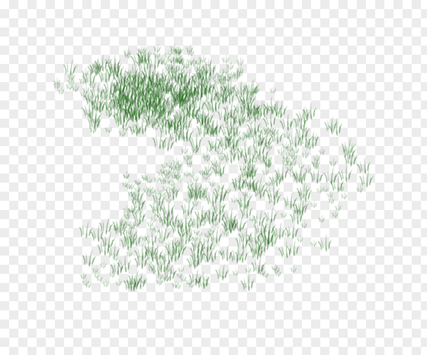 Grass Lawn Plant PNG
