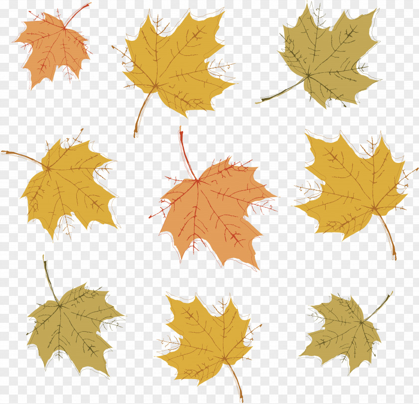 Leaves Autumn PNG