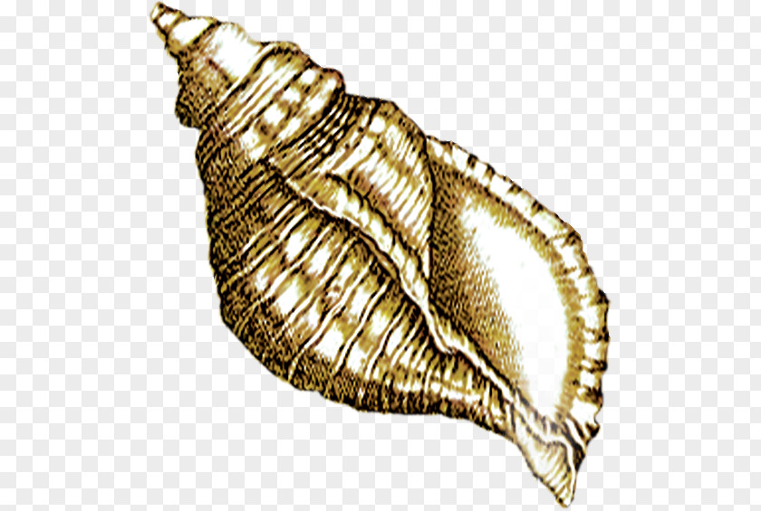 Cartoon Conch Sea Snail Seashell PNG