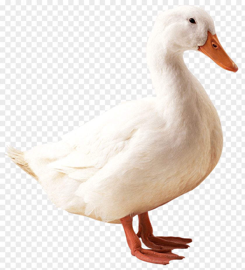 Duck Donald Daisy PNG