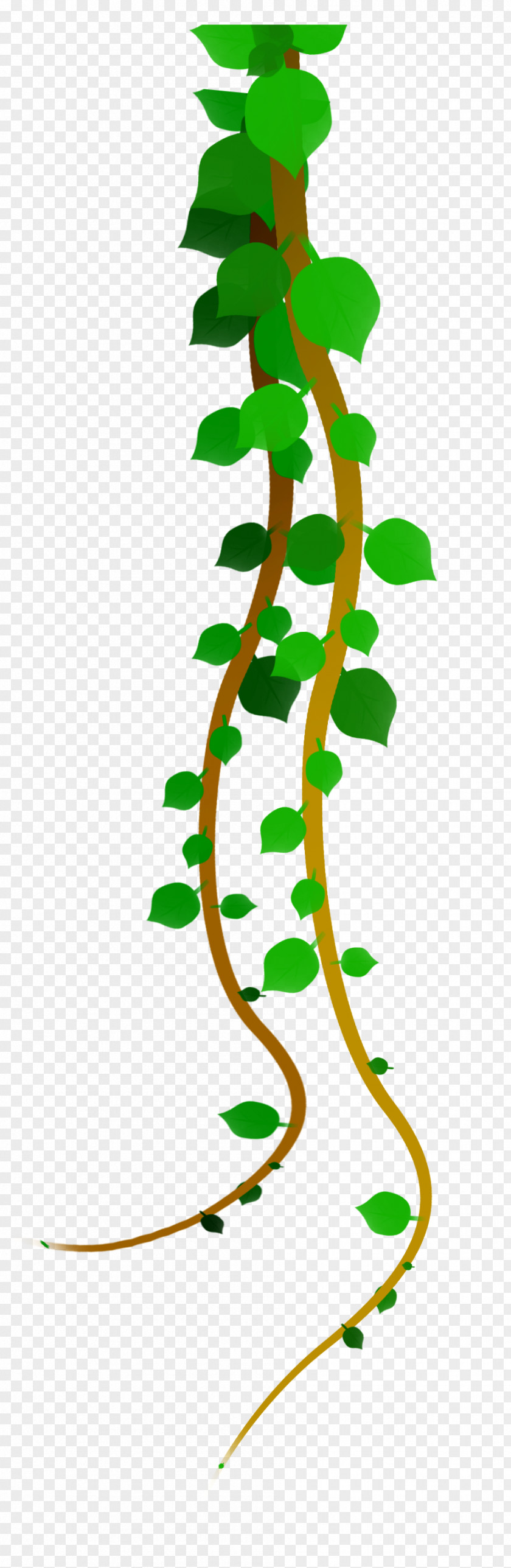 Men's Plants Leaf Green Plant PNG