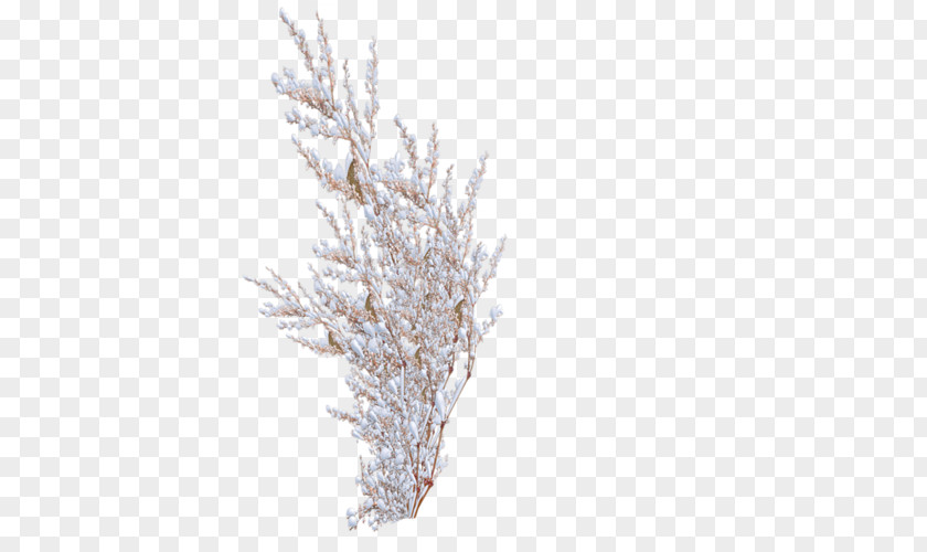 Snow Shrub Tree Rose PNG