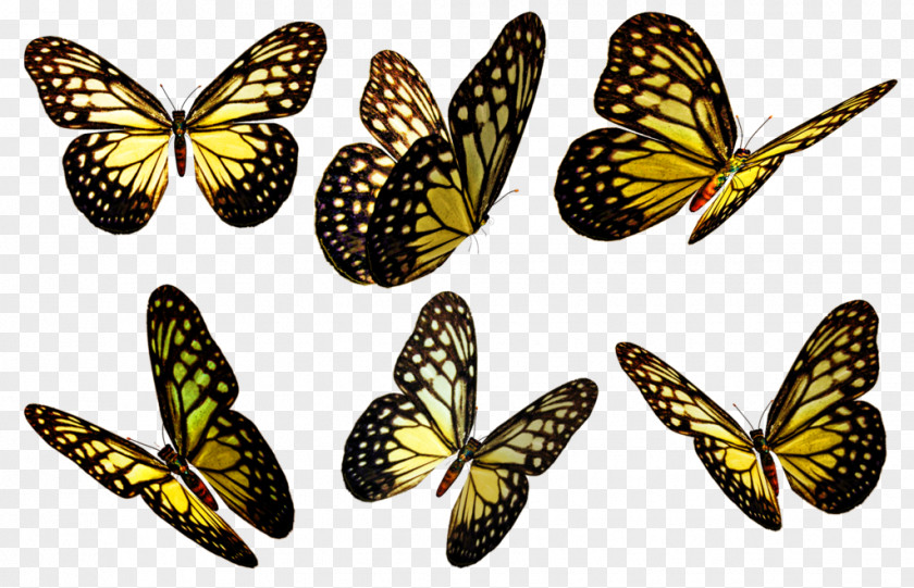 Butterflies Clip Art DeviantArt Artist PNG