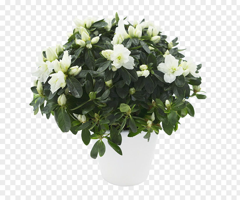 Rhododendron Azalea Flowerpot Houseplant Cape Jasmine Shrub PNG