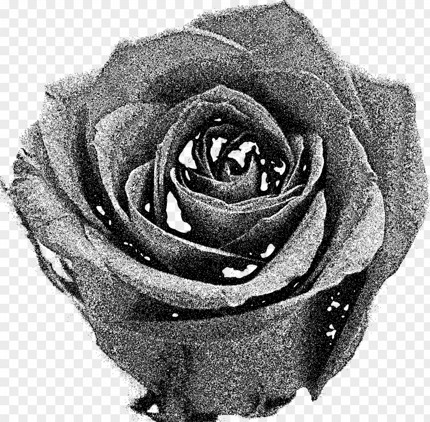 Rose Garden Roses Black And White Clip Art PNG