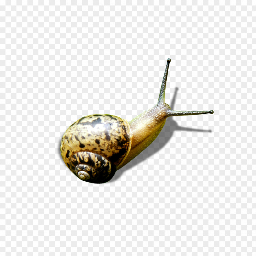 Snails Snail Green PNG
