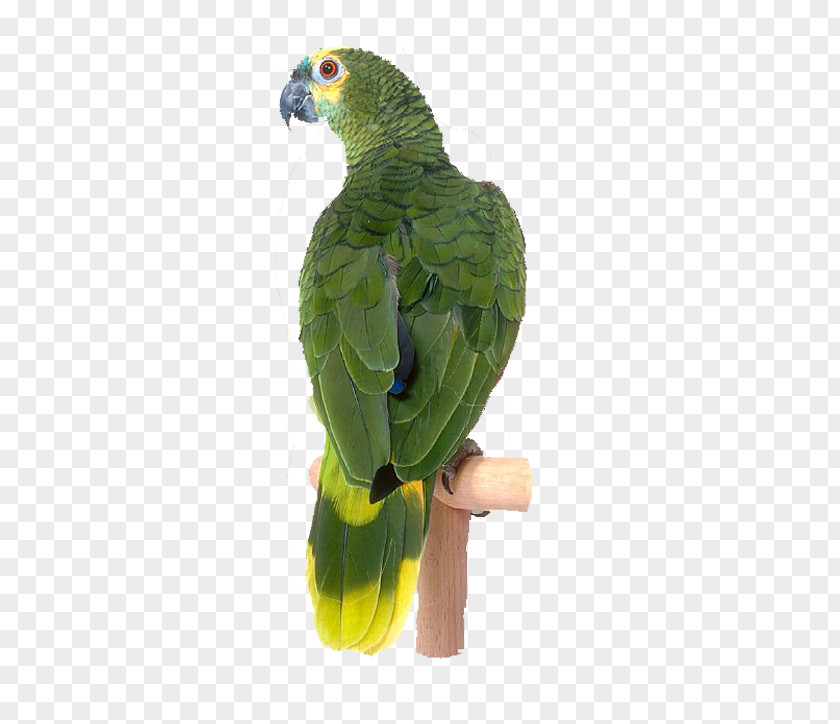 Dark Green Pet Parrot Lovebird Cockatoo Parakeet Raster Graphics PNG