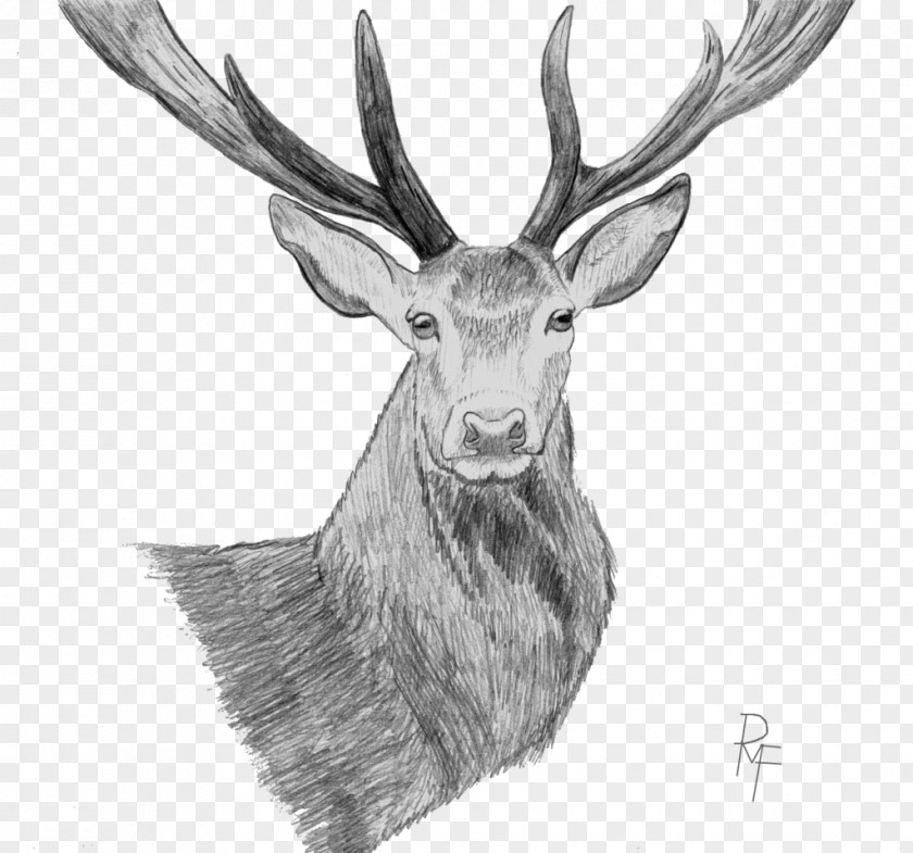 Deer Elk Reindeer Drawing Sketch PNG